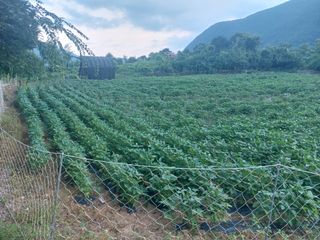 엄완섭님의 콩 · 영농일지 작성글 사진