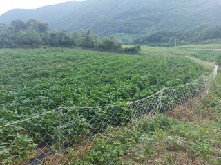 엄완섭님의 콩 · 영농일지 작성글 사진