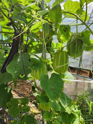 행복농원님의 자유주제 · 자유게시판 작성글 사진