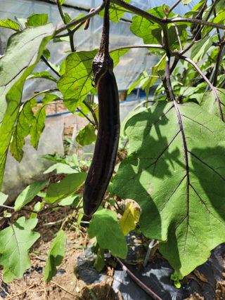 행복농원님의 자유주제 · 자유게시판 작성글 사진