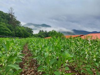김기숙님의 참깨 · 영농일지 작성글 사진