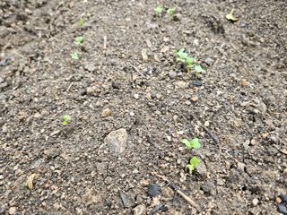 솔바람 님의 기타작물 · 영농일지 작성글 사진