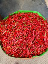 팜모닝 고추·영농일지 게시글 이미지