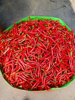 도영님의 고추 · 영농일지 작성글 사진