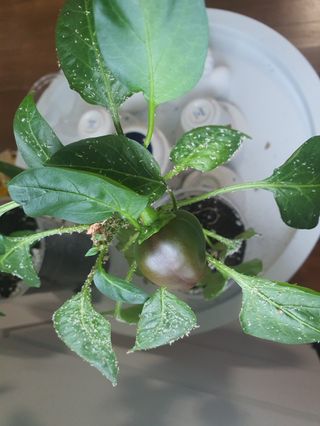 노력중님의 고추 · 병해충상담 작성글 사진