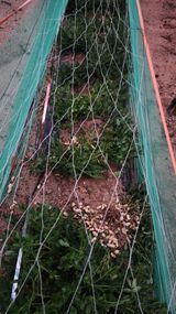 팜모닝 기타작물·영농일지 게시글 이미지