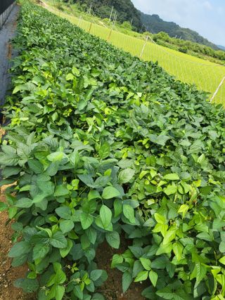 문영숙님의 콩 · 영농일지 작성글 사진