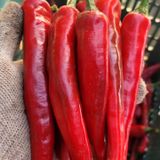 팜모닝 고추·영농일지 게시글 이미지