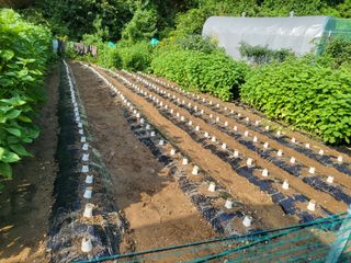 천안님의 배추 · 영농일지 작성글 사진