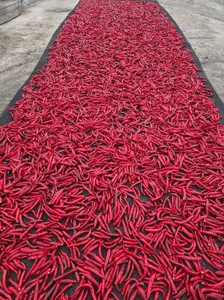 선비 농군님의 작성글 사진