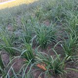 팜모닝 기타작물·영농일지 게시글 이미지