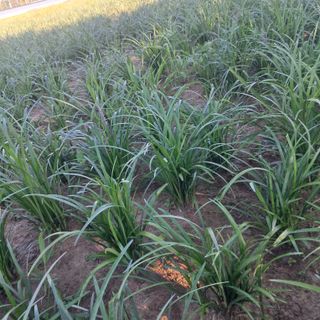 이은화님의 기타작물 · 영농일지 작성글 사진