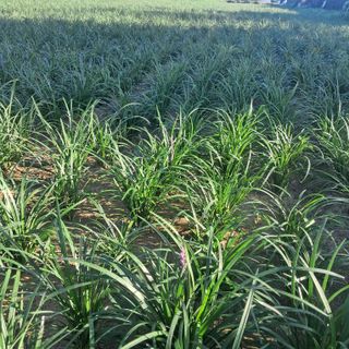 이은화님의 기타작물 · 영농일지 작성글 사진