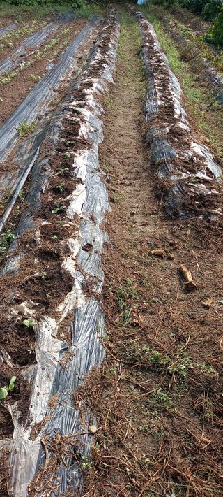 고병길님의 배추 · 영농일지 작성글 사진