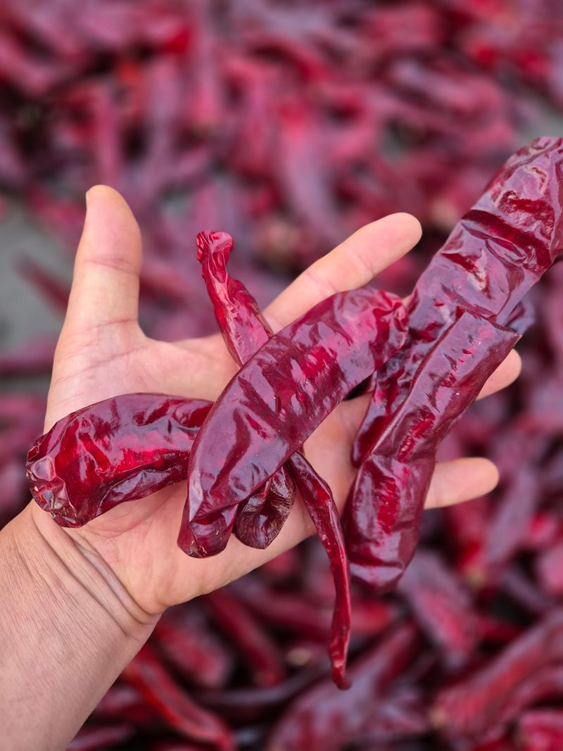 장터 상품 [24년 고추팝니다] 썸네일