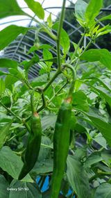 팜모닝 고추·병해충상담 게시글 이미지