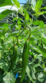 팜모닝 농사, 무엇이든 물어보세요!·참여글 게시글 이미지