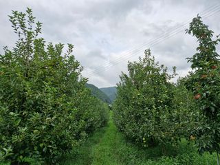 전락구님의 사과 · 영농일지 작성글 사진