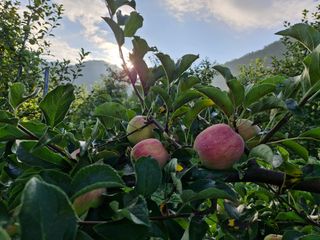 전락구님의 사과 · 영농일지 작성글 사진