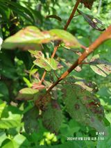 팜모닝 농사, 무엇이든 물어보세요!·참여글 게시글 이미지