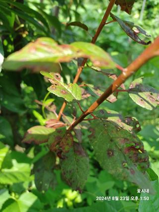 텃밭님의 농사, 무엇이든 물어보세요! · 참여글 작성글 사진