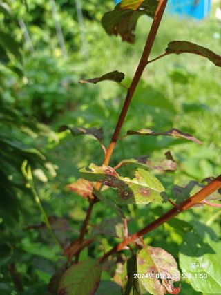 텃밭님의 농사, 무엇이든 물어보세요! · 참여글 작성글 사진