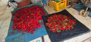 친정집같은언니님의 고추 · 영농일지 작성글 사진