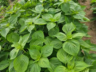 오영관님의 자유주제 · 자유게시판 작성글 사진