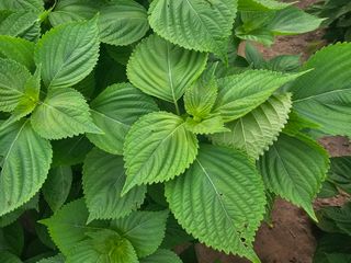 오영관님의 자유주제 · 자유게시판 작성글 사진