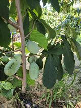 팜모닝 자유주제·자유게시판 게시글 이미지