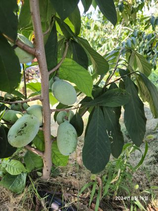 김선웅[포포나무]님의 자유주제 · 자유게시판 작성글 사진