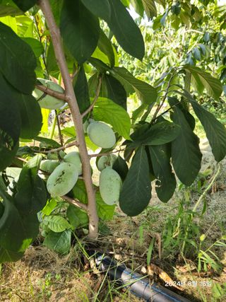 김선웅[포포나무]님의 자유주제 · 자유게시판 작성글 사진