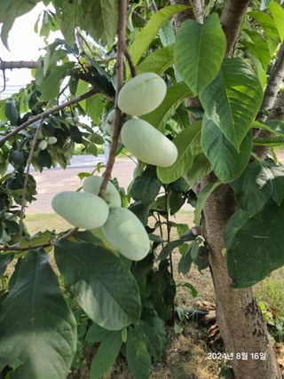 김선웅[포포나무]님의 자유주제 · 자유게시판 작성글 사진