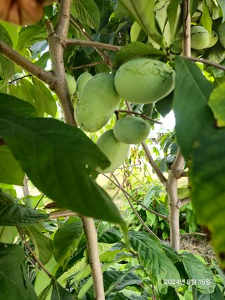 김선웅[포포나무]님의 자유주제 · 자유게시판 작성글 사진