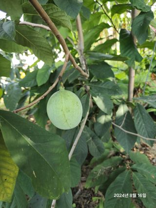 김선웅[포포나무]님의 자유주제 · 자유게시판 작성글 사진