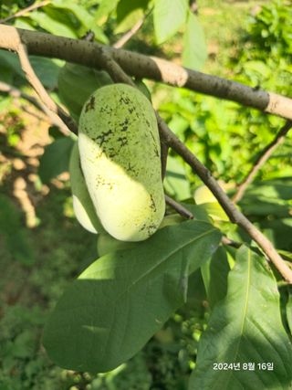 김선웅[포포나무]님의 자유주제 · 자유게시판 작성글 사진