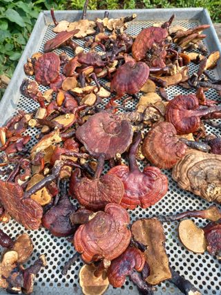 무료지식나눔 팜닥터님의 자유주제 · 자유게시판 작성글 사진