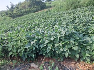 아삭이고추님의 자유주제 · 자유게시판 작성글 사진