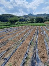 팜모닝 자유주제·자유게시판 게시글 이미지