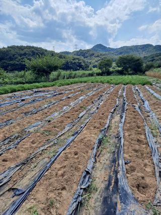 땅콩맘님의 자유주제 · 자유게시판 작성글 사진
