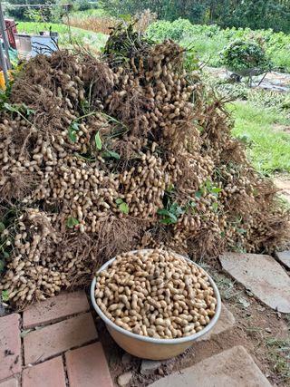 땅콩맘님의 자유주제 · 자유게시판 작성글 사진