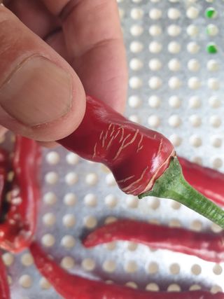 쪼짜님의 고추 · 병해충상담 작성글 사진