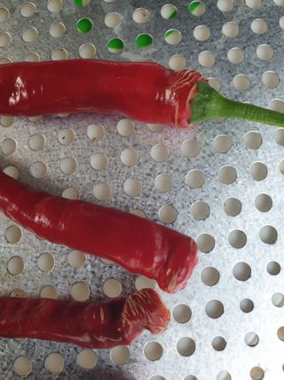 쪼짜님의 고추 · 병해충상담 작성글 사진