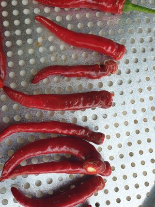 쪼짜님의 고추 · 병해충상담 작성글 사진