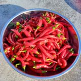 팜모닝 자유주제·자유게시판 게시글 이미지