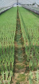 팜모닝 파·영농일지 게시글 이미지