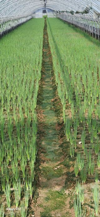 이성민님의 파 · 영농일지 작성글 사진