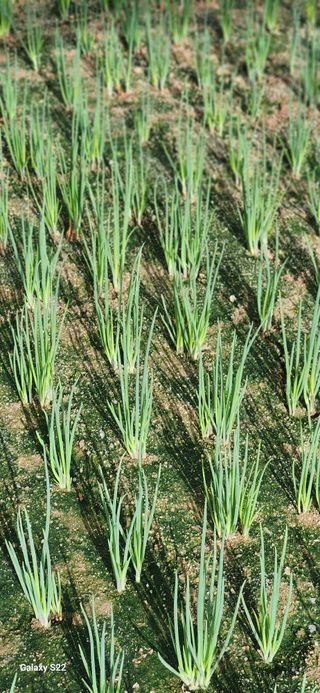 이성민님의 파 · 영농일지 작성글 사진