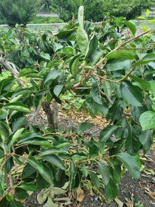 김용대님의 자유주제 · 자유게시판 작성글 사진