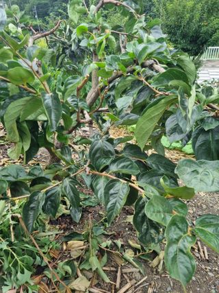 김용대님의 자유주제 · 자유게시판 작성글 사진